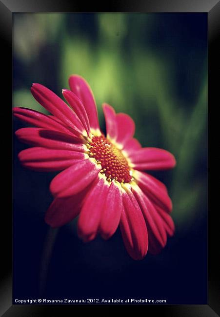 Pink Daisy. Framed Print by Rosanna Zavanaiu