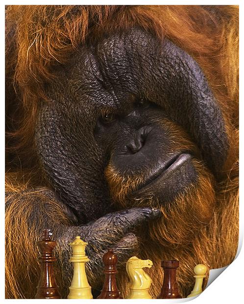 Orangutan Playing Chess Print by John Dickson