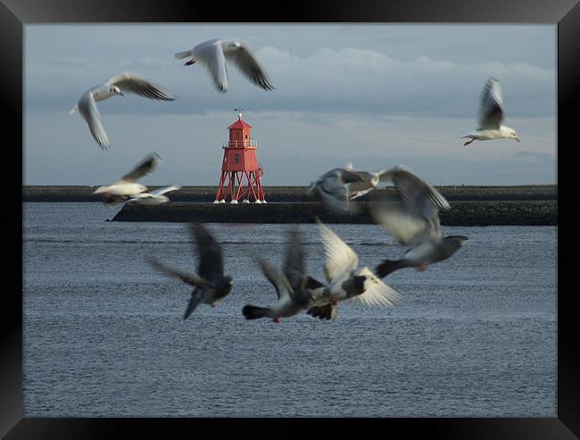 Gulls and Harbour light  041207  Framed Print by David Turnbull