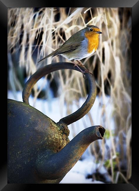 ROBIN AND KETTLE Framed Print by Anthony R Dudley (LRPS)