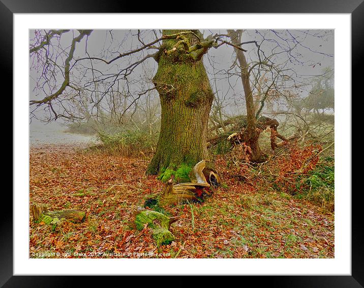 winters oak Framed Mounted Print by carl blake