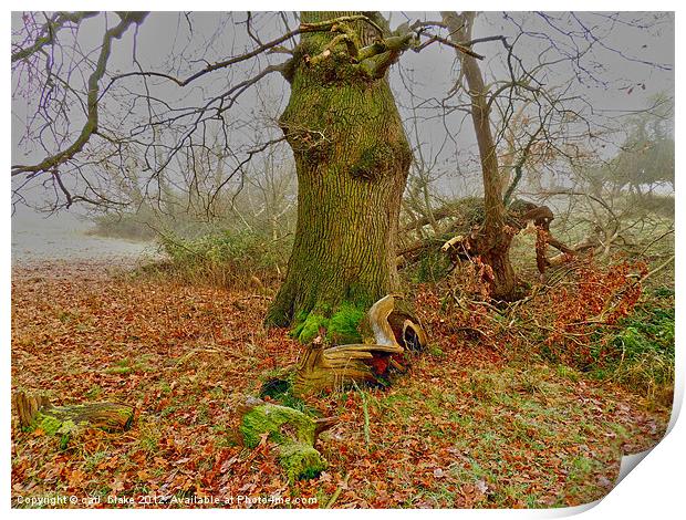 winters oak Print by carl blake