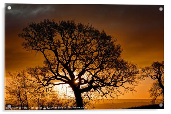 Trees at Dawn Acrylic by Pete Hemington