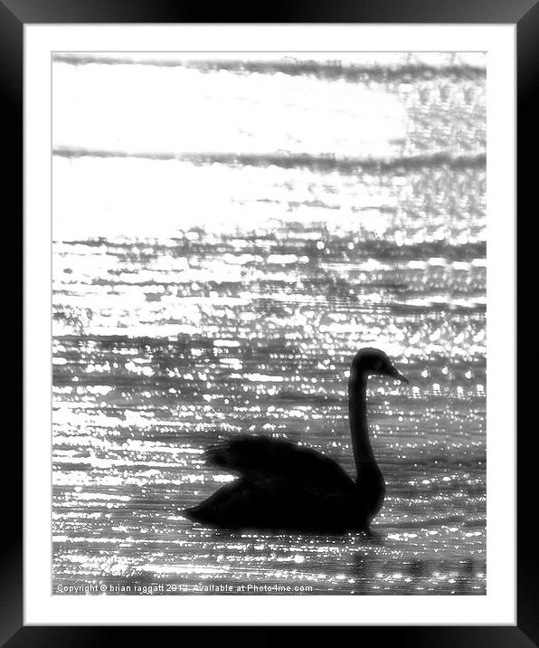 Swan Lake Nights Framed Mounted Print by Brian  Raggatt