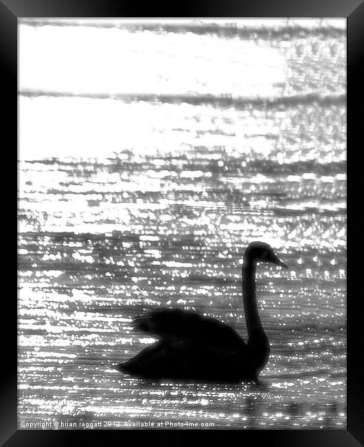 Swan Lake Nights Framed Print by Brian  Raggatt