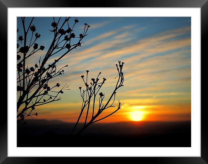 winter sun Framed Mounted Print by dale rys (LP)