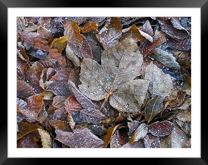Winter leaves Framed Mounted Print by Darren Burroughs