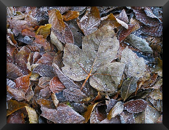 Winter leaves Framed Print by Darren Burroughs