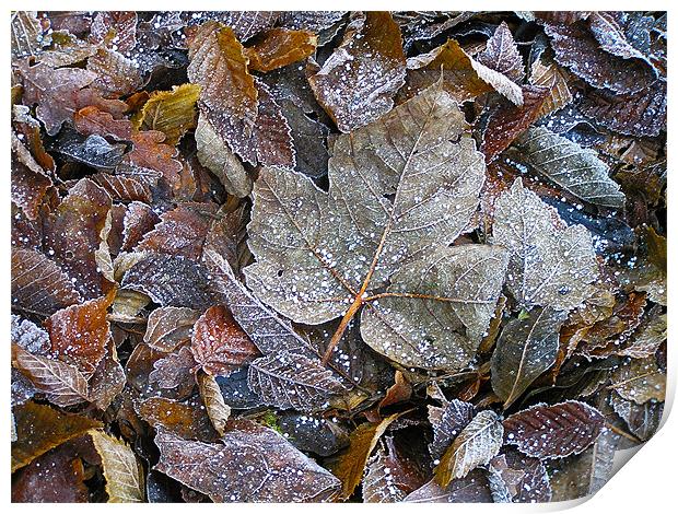 Winter leaves Print by Darren Burroughs