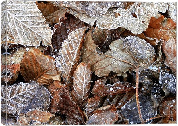 Winter leaves Canvas Print by Darren Burroughs