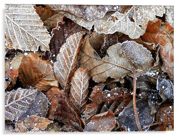 Winter leaves Acrylic by Darren Burroughs