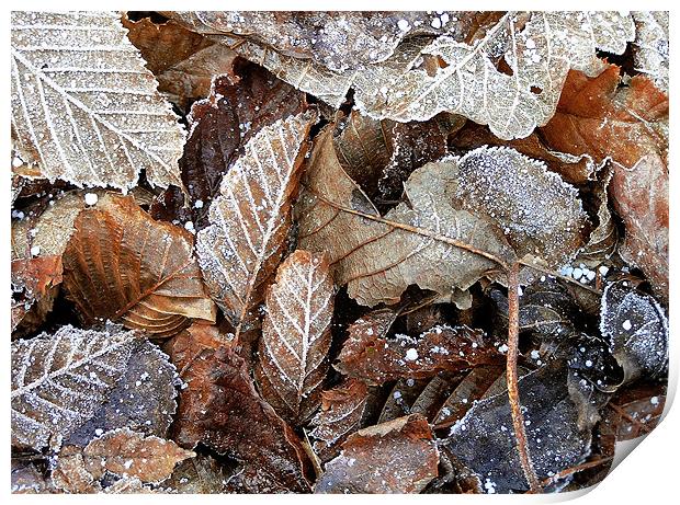 Winter leaves Print by Darren Burroughs