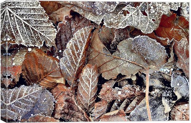 Winter leaves Canvas Print by Darren Burroughs