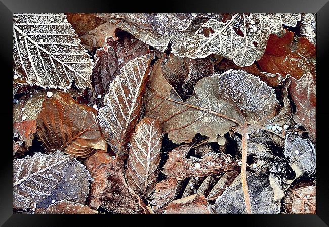 Winter leaves Framed Print by Darren Burroughs