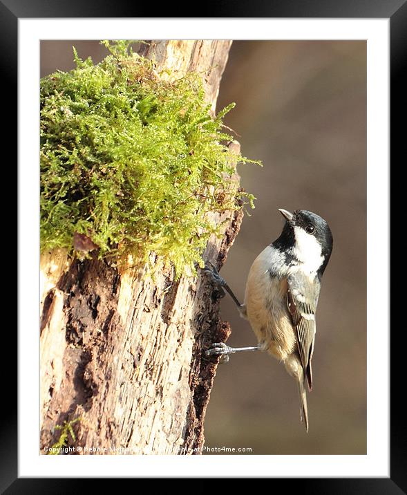 Cheeky Coal Tit Framed Mounted Print by Debbie Metcalfe