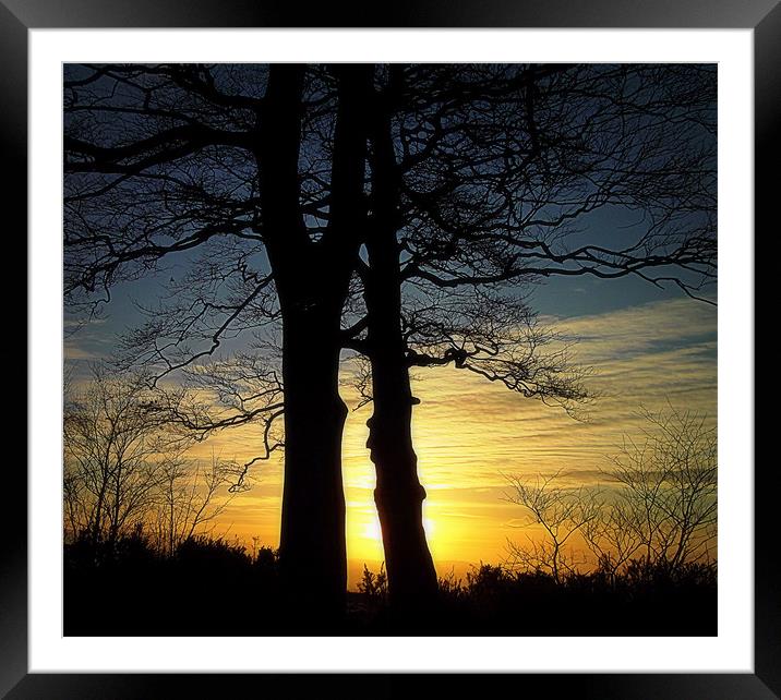 2 TREES Framed Mounted Print by dale rys (LP)
