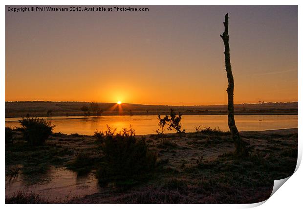 New Forest Sunrise Print by Phil Wareham