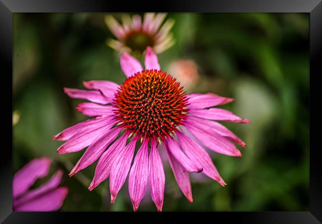 Pink Flower Framed Print by Adrian Thurm