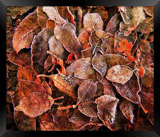 The Leaves Upon The Ground Framed Print by Chris Manfield