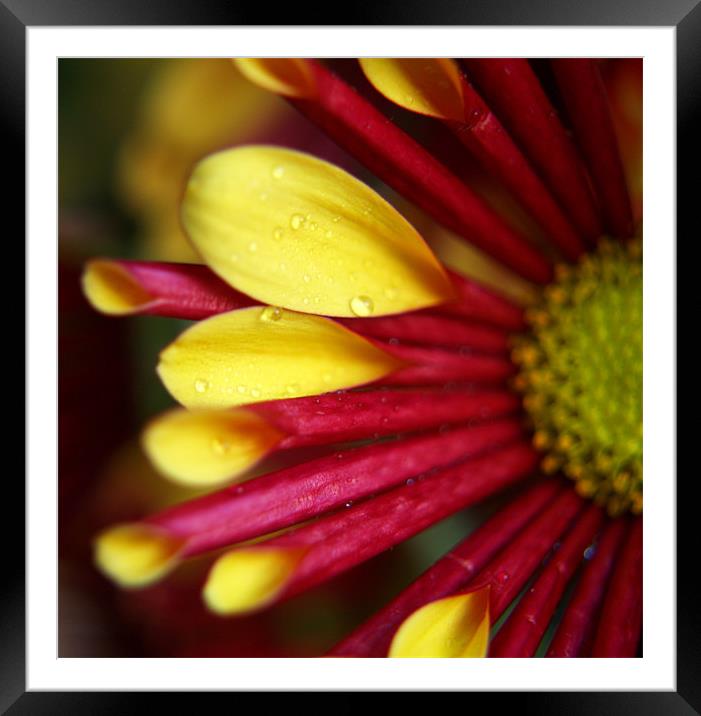Chrysanthemum Framed Mounted Print by Tracey Whitefoot