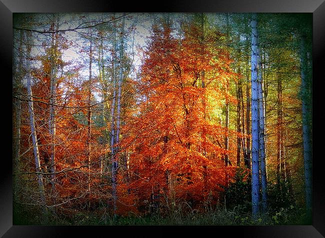 Firewood Framed Print by Laura McGlinn Photog