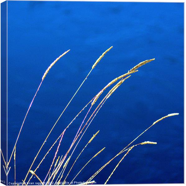 Blue Grass Evenings Canvas Print by Brian  Raggatt