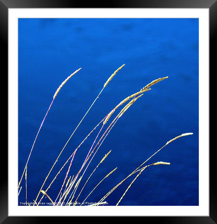 Blue Grass Evenings Framed Mounted Print by Brian  Raggatt