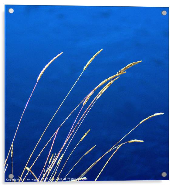 Blue Grass Evenings Acrylic by Brian  Raggatt