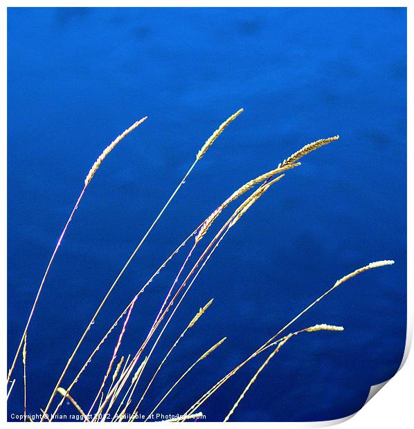 Blue Grass Evenings Print by Brian  Raggatt