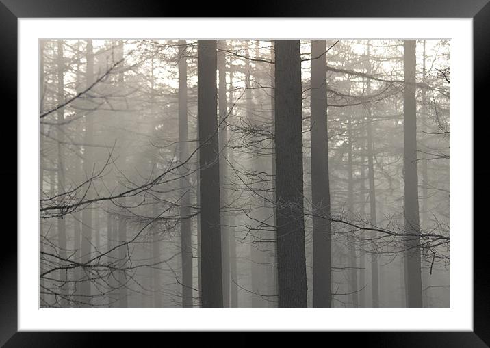 Misty Forest Framed Mounted Print by Gavin Wilson