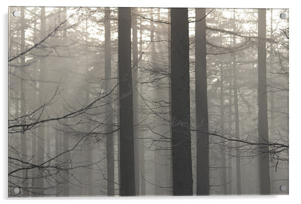 Misty Forest Acrylic by Gavin Wilson