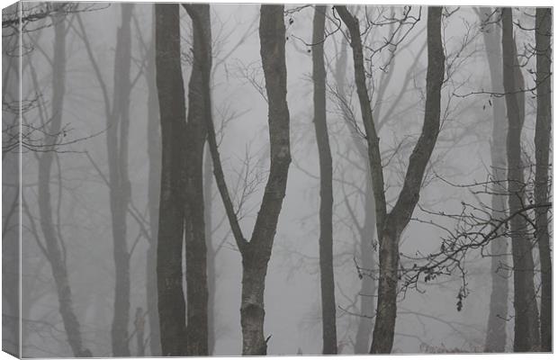 Mist woodland Canvas Print by Gavin Wilson