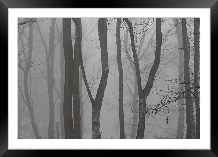 Mist woodland Framed Mounted Print by Gavin Wilson