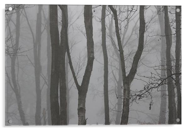 Mist woodland Acrylic by Gavin Wilson