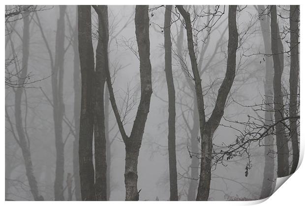 Mist woodland Print by Gavin Wilson
