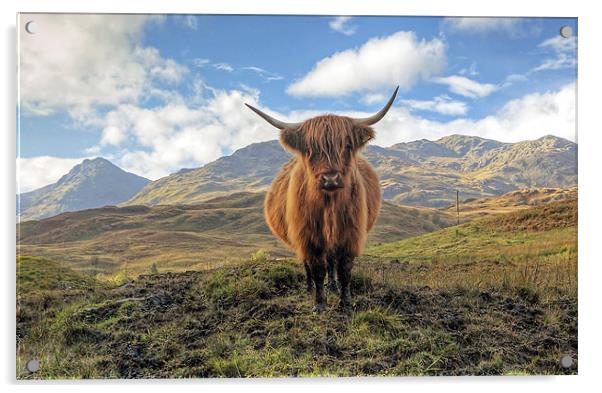 Highland Cow Acrylic by Grant Glendinning