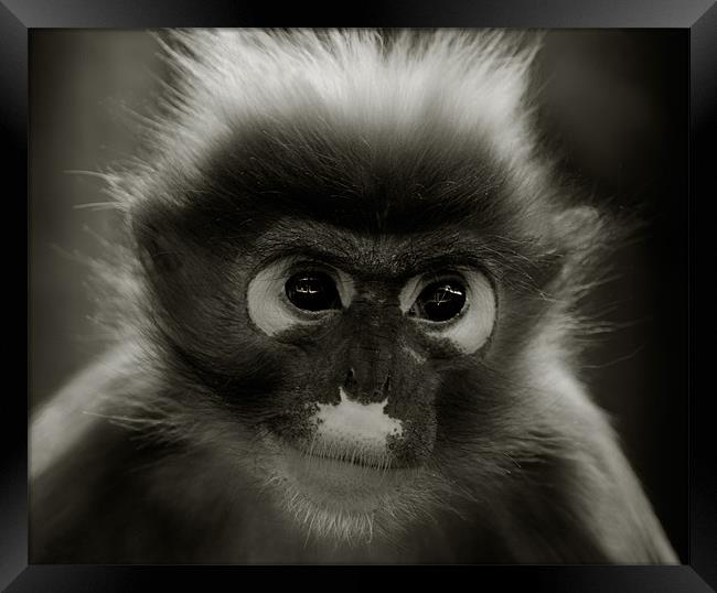 Primate Portrait Framed Print by John Dickson