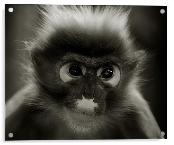 Primate Portrait Acrylic by John Dickson