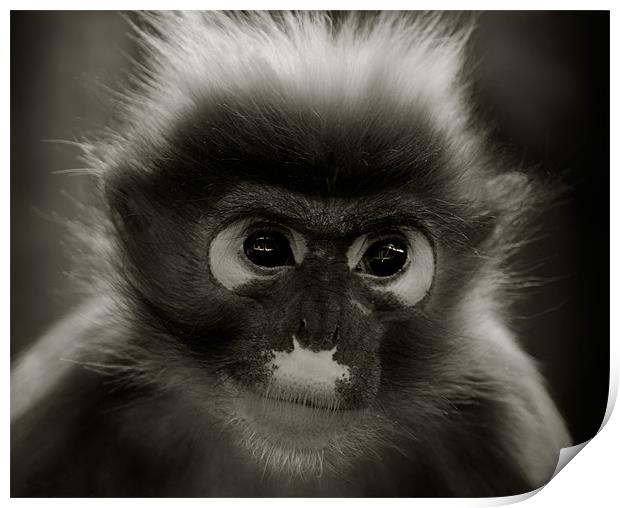 Primate Portrait Print by John Dickson