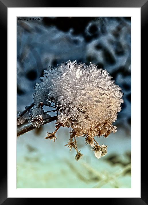 Ball Of Snow Framed Mounted Print by Valerie Paterson