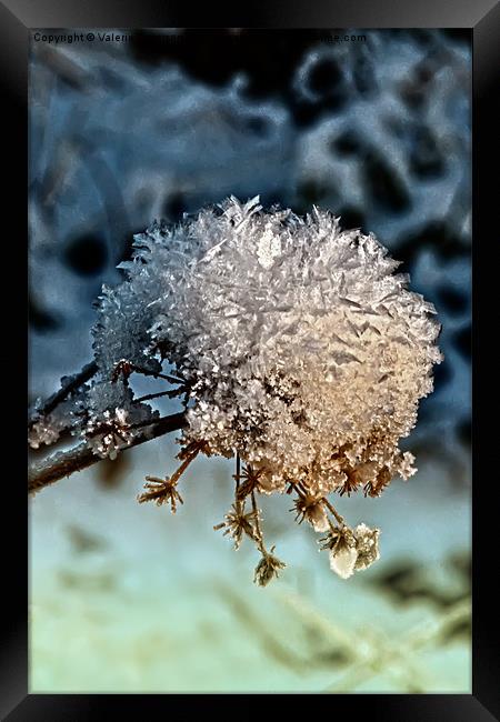 Ball Of Snow Framed Print by Valerie Paterson
