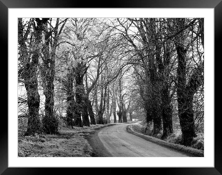 avenue of trees Framed Mounted Print by carin severn