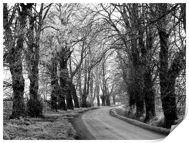 avenue of trees Print by carin severn