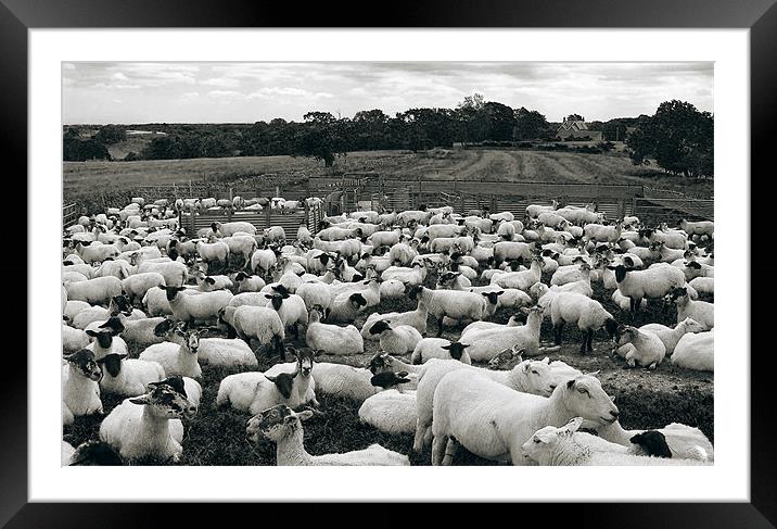 Derbyshire Sheep Framed Mounted Print by Darren Burroughs