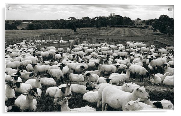 Derbyshire Sheep Acrylic by Darren Burroughs