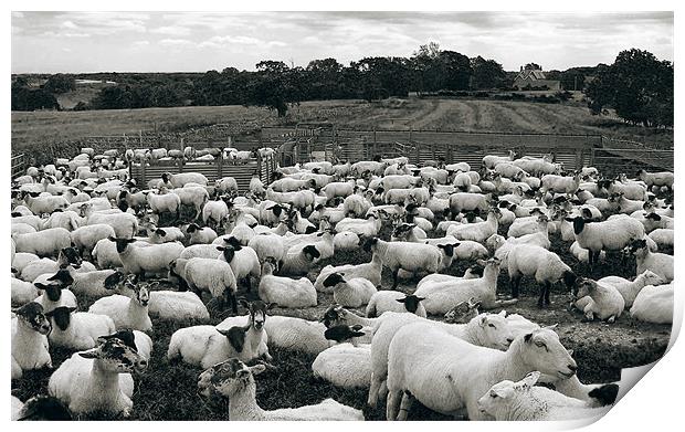 Derbyshire Sheep Print by Darren Burroughs
