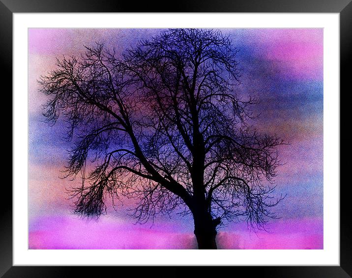 tree of colours Framed Mounted Print by carin severn