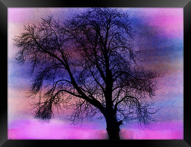 tree of colours Framed Print by carin severn