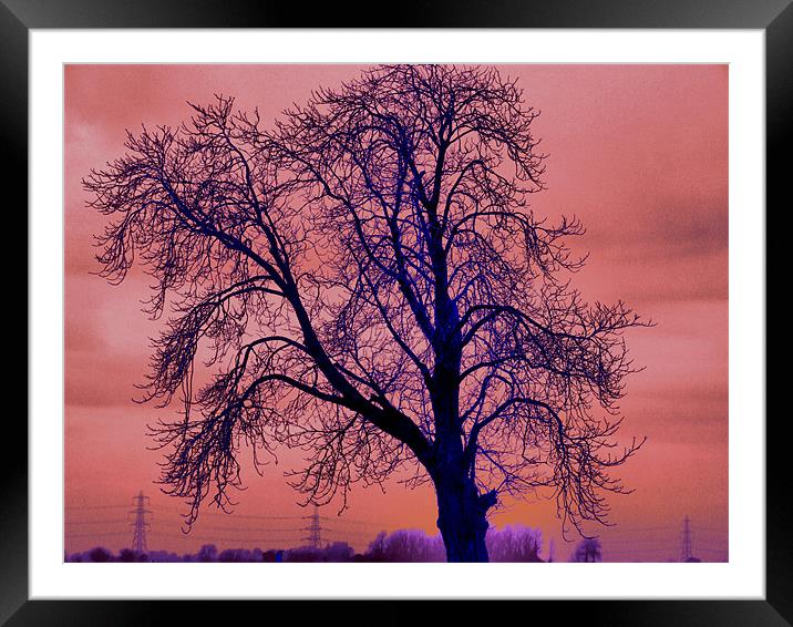 lonely tree Framed Mounted Print by carin severn