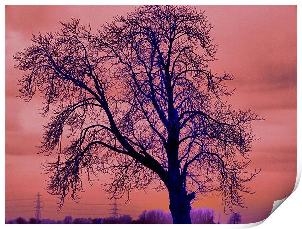 lonely tree Print by carin severn